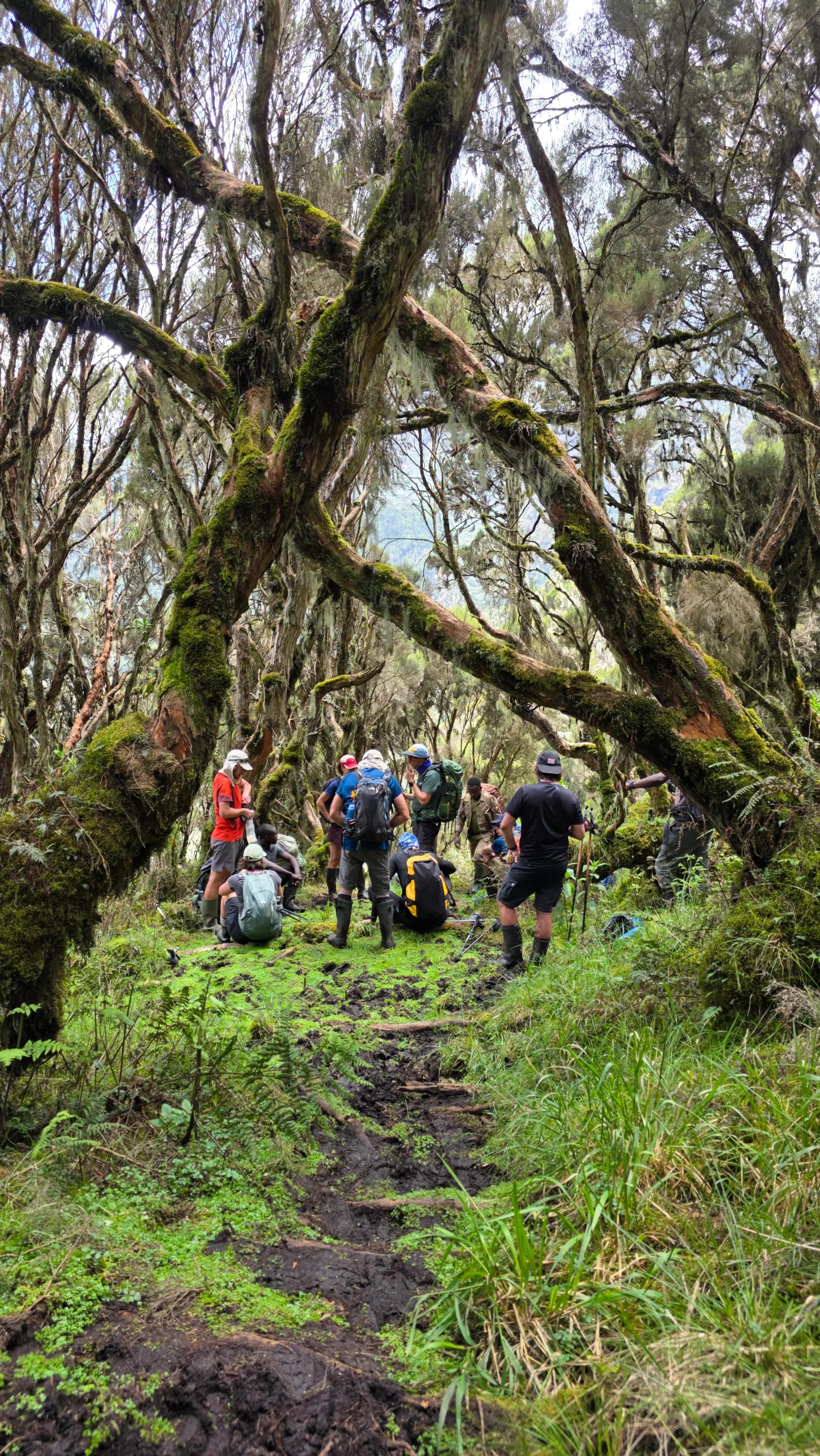 Rwenzori Mountains (Bukurungu Trail)